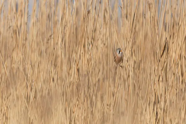 Bearded Tit Panurus biarmicus sitting on reed in Normandie, France