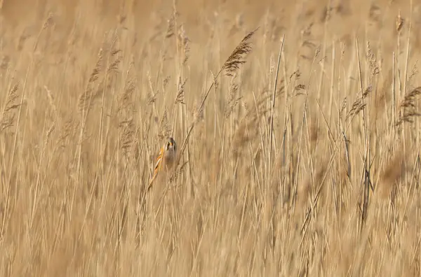 Bearded Tit Panurus biarmicus sitting on reed in Normandie, France