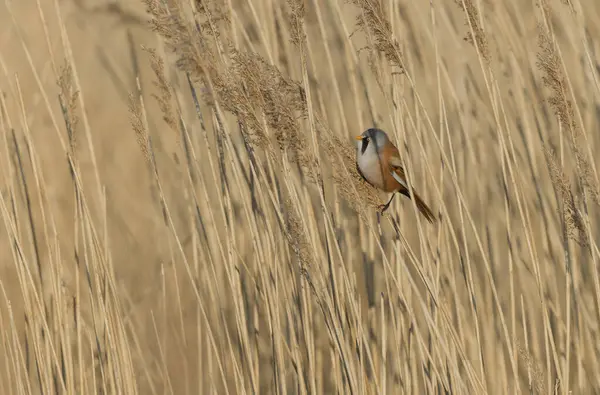 Bearded Tit Panurus biarmicus sitting on reed in Normandie, France