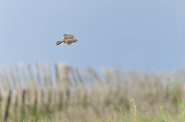 Skylark Alauda arvensis Bretagne, Fransa 'da
