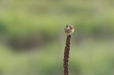 Skylark Alauda arvensis Bretagne, Fransa 'da