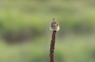 Skylark Alauda arvensis Bretagne, Fransa 'da