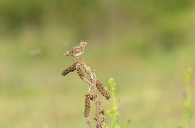 Skylark Alauda arvensis Bretagne, Fransa 'da