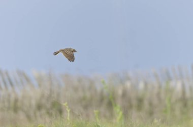 Skylark Alauda arvensis Bretagne, Fransa 'da