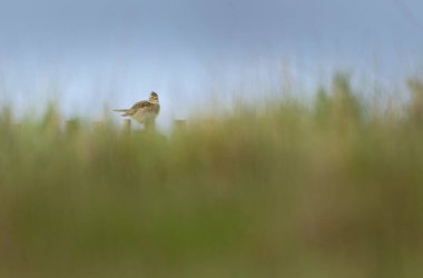 Skylark Alauda arvensis Bretagne, Fransa 'da