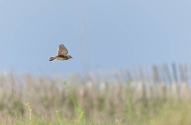 Skylark Alauda arvensis Bretagne, Fransa 'da