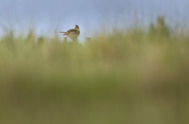 Skylark Alauda arvensis Bretagne, Fransa 'da