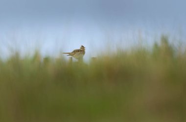 Skylark Alauda arvensis Bretagne, Fransa 'da