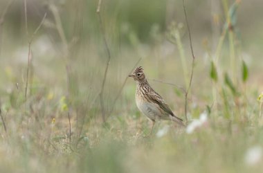 Skylark Alauda arvensis Bretagne, Fransa 'da