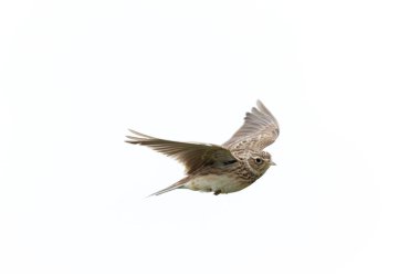 Skylark Alauda arvensis Bretagne, Fransa 'da
