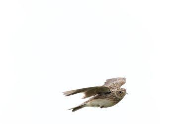 Skylark Alauda arvensis Bretagne, Fransa 'da