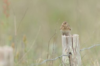 Skylark Alauda arvensis Bretagne, Fransa 'da