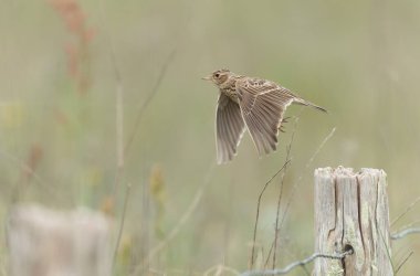 Skylark Alauda arvensis Bretagne, Fransa 'da