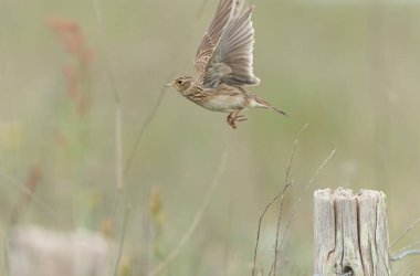 Skylark Alauda arvensis Bretagne, Fransa 'da