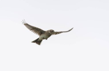 Skylark Alauda arvensis Bretagne, Fransa 'da