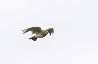 Skylark Alauda arvensis Bretagne, Fransa 'da