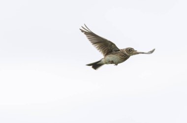 Skylark Alauda arvensis Bretagne, Fransa 'da