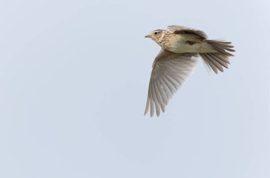 Skylark Alauda arvensis Bretagne, Fransa 'da