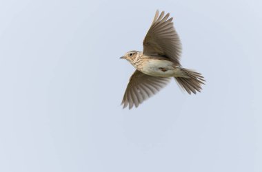Skylark Alauda arvensis Bretagne, Fransa 'da