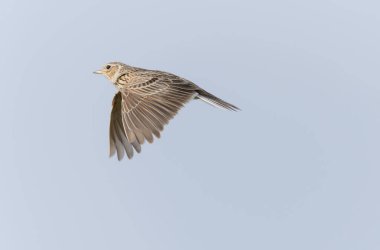 Skylark Alauda arvensis Bretagne, Fransa 'da