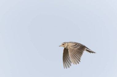 Skylark Alauda arvensis Bretagne, Fransa 'da