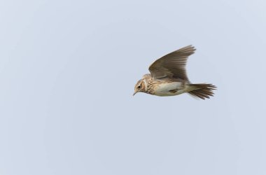 Skylark Alauda arvensis Bretagne, Fransa 'da