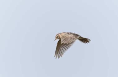 Skylark Alauda arvensis Bretagne, Fransa 'da