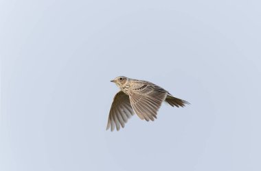 Skylark Alauda arvensis Bretagne, Fransa 'da