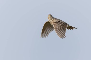 Skylark Alauda arvensis Bretagne, Fransa 'da