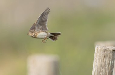 Skylark Alauda arvensis Bretagne, Fransa 'da