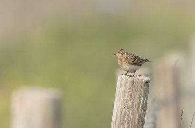 Skylark Alauda arvensis Bretagne, Fransa 'da