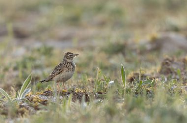 Skylark Alauda arvensis Bretagne, Fransa 'da