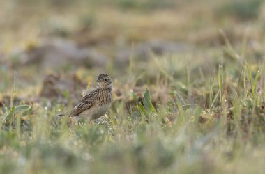 Skylark Alauda arvensis Bretagne, Fransa 'da