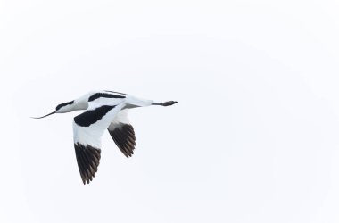 Pied avocet Brittany 'de bir bataklıkta Recurvirostra avosetta