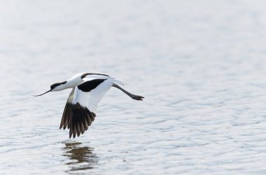 Pied avocet Brittany 'de bir bataklıkta Recurvirostra avosetta