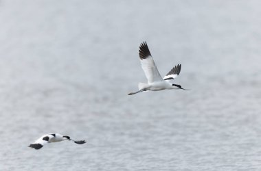 Pied avocet Brittany 'de bir bataklıkta Recurvirostra avosetta