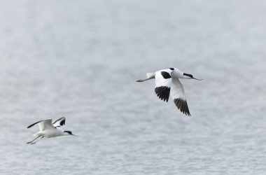 Pied avocet Brittany 'de bir bataklıkta Recurvirostra avosetta