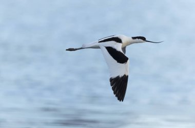 Pied avocet Brittany 'de bir bataklıkta Recurvirostra avosetta