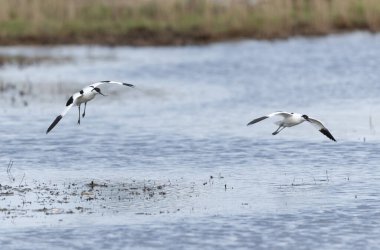 Pied avocet Brittany 'de bir bataklıkta Recurvirostra avosetta