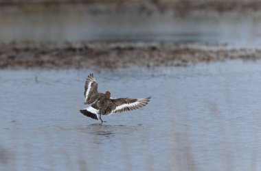Kuzey Brittany 'de bir bataklıkta kara kuyruklu Godwit Limosa limozası