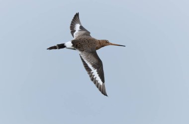 Kuzey Brittany 'de bir bataklıkta kara kuyruklu Godwit Limosa limozası