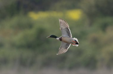 Mallard Anas platyrhynchos yakından görülüyor.