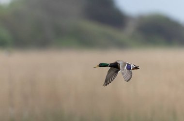 Mallard Anas platyrhynchos yakından görülüyor.