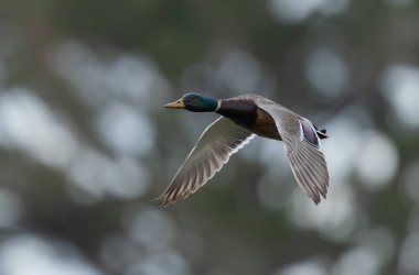 Mallard Anas platyrhynchos yakından görülüyor.