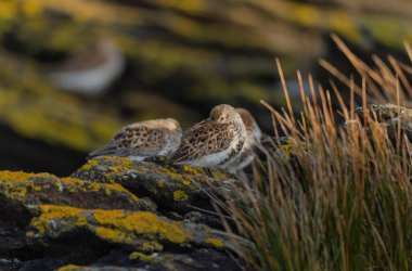 Dunlin Calidris Alpina Fransa 'nın Brittany şehrinde kumlu bir sahilde yürüyor.