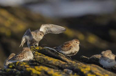 Dunlin Calidris Alpina Fransa 'nın Brittany şehrinde kumlu bir sahilde yürüyor.