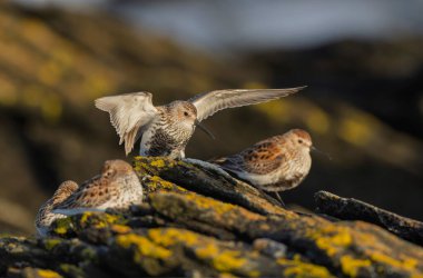 Dunlin Calidris Alpina Fransa 'nın Brittany şehrinde kumlu bir sahilde yürüyor.