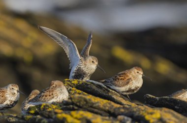 Dunlin Calidris Alpina Fransa 'nın Brittany şehrinde kumlu bir sahilde yürüyor.