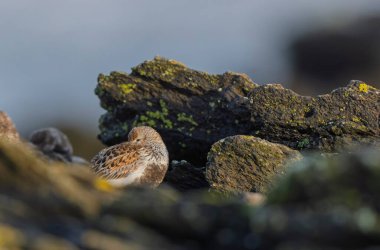 Dunlin Calidris Alpina Fransa 'nın Brittany şehrinde kumlu bir sahilde yürüyor.