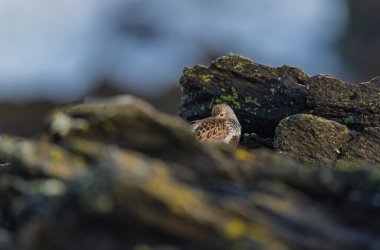 Dunlin Calidris Alpina Fransa 'nın Brittany şehrinde kumlu bir sahilde yürüyor.
